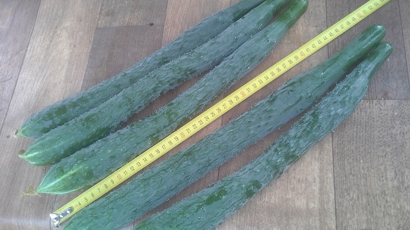 Hybrid cucumber Chinese cold-resistant f1 para sa paglaki sa mga rehiyong may malupit na klima