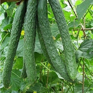 Hybrid cucumber Chinese cold-resistant f1 para sa paglaki sa mga rehiyong may malupit na klima