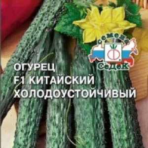 Hybrid cucumber Chinese cold-resistant f1 for growing in regions with harsh climates