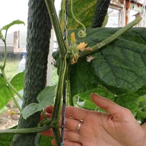 Hybrid cucumber Chinese cold-resistant f1 para sa paglaki sa mga rehiyong may malupit na klima