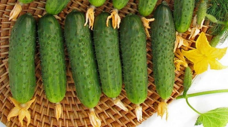 Híbrido de pepino de amadurecimento precoce Maryina Roshcha f1, amado pelos residentes de verão por seu alto rendimento