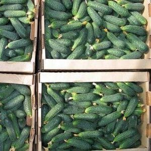 Early ripening cucumber hybrid Maryina Roshcha f1, loved by summer residents for its high yield