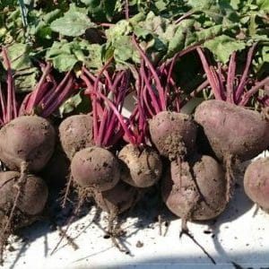 Why gardeners prefer beet hybrid Vodan f1 and how to grow it correctly