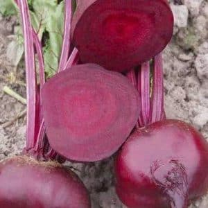 Why gardeners prefer beet hybrid Vodan f1 and how to grow it correctly