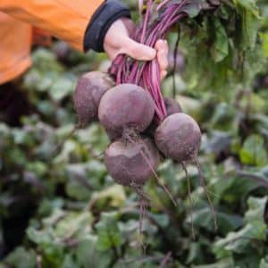 Pourquoi les jardiniers préfèrent l'hybride de betterave Vodan f1 et comment le cultiver correctement