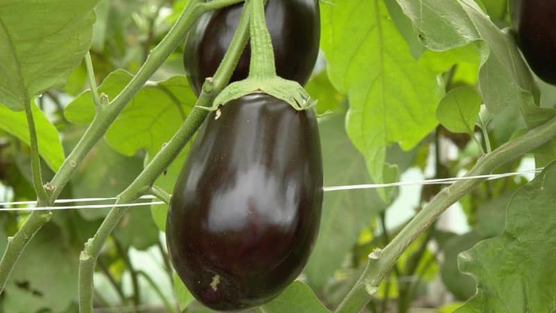 Hybrid aubergine Clorinda fra nederlandske oppdrettere