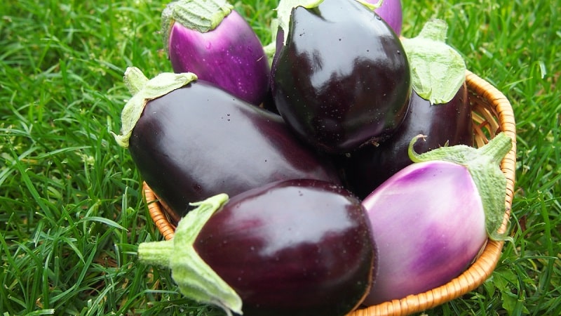 Hybrid aubergine Clorinda fra nederlandske oppdrettere