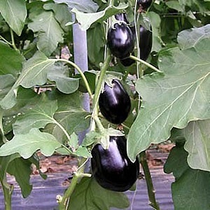 Hybrid eggplant Clorinda mula sa Dutch breeders