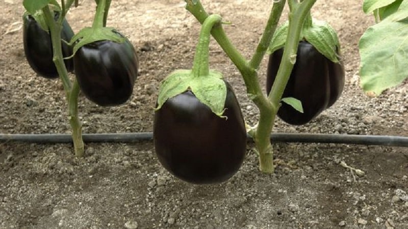 Hybrid aubergine Clorinda fra hollandske opdrættere