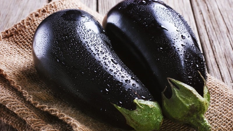 Hybrid aubergine Clorinda fra nederlandske oppdrettere