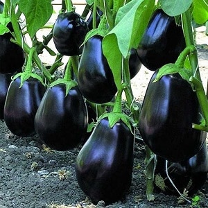 Hybrid aubergine Clorinda fra hollandske opdrættere