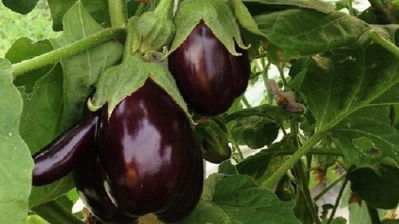 Hybrid aubergine Clorinda fra hollandske opdrættere