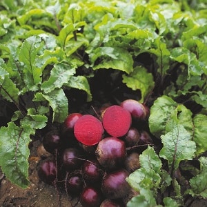 Dutch beet hybrid Action f1: features of the crop and secrets of proper care for it