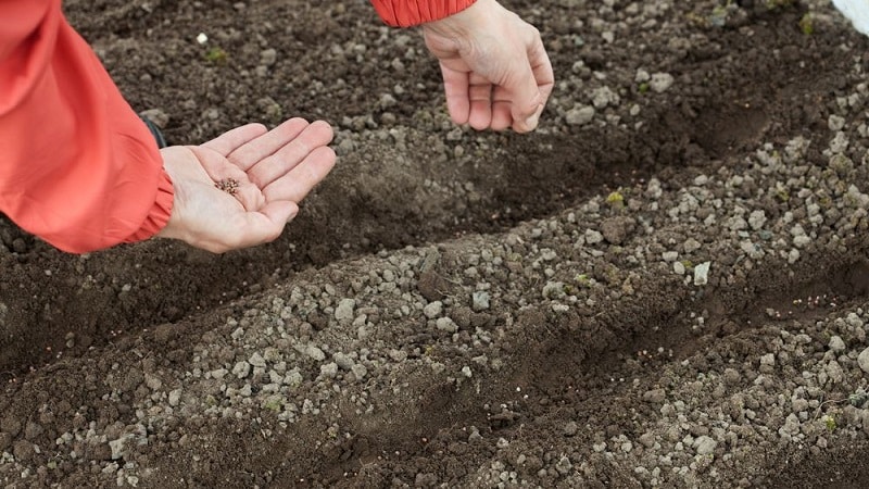 Dutch beet hybrid Action f1: features of the crop and secrets of proper care for it