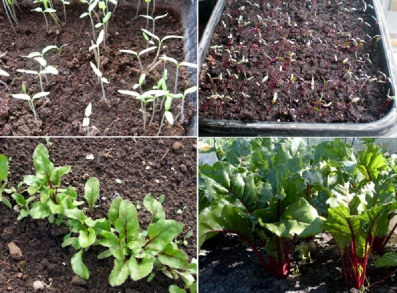 Dutch beet hybrid Action f1: features of the crop and secrets of proper care for it