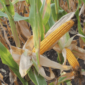 Characteristics and description of corn seed hybrid Krasnodar 291 AMB