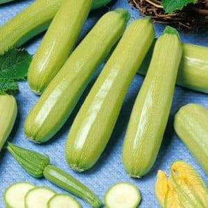 Iba't ibang Cavili zucchini mula sa mga Dutch breeder: kung ano ang gusto mo at kung paano ito palaguin nang tama