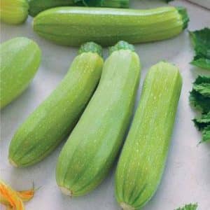 Pelbagai zucchini Cavili dari penternak Belanda: apa yang anda mungkin suka dan cara menanamnya dengan betul