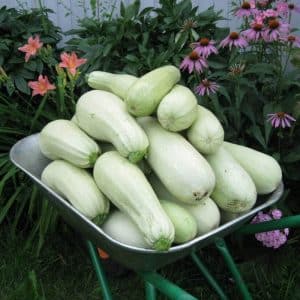 Pelbagai zucchini Cavili dari penternak Belanda: apa yang anda mungkin suka dan cara menanamnya dengan betul