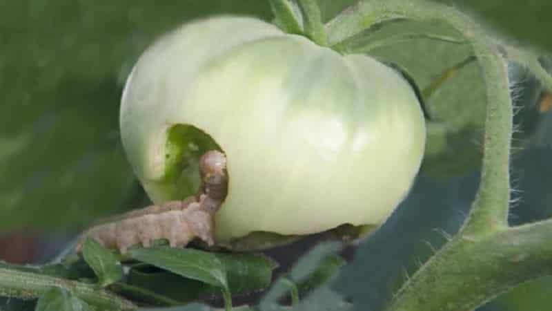 How to deal with caterpillars on tomatoes in a greenhouse