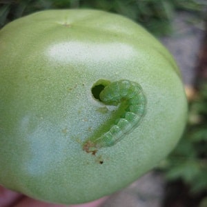 Paano haharapin ang mga uod sa mga kamatis sa isang greenhouse