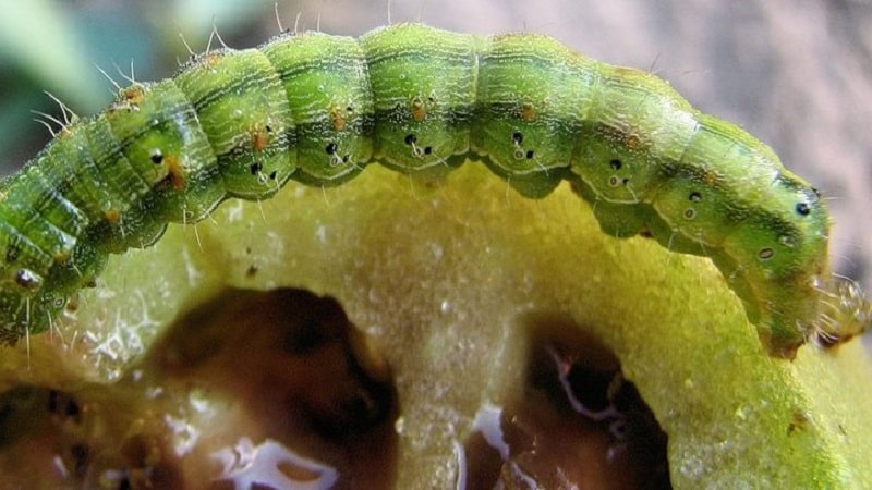 How to deal with caterpillars on tomatoes in a greenhouse