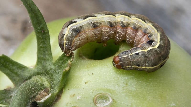 Paano haharapin ang mga uod sa mga kamatis sa isang greenhouse