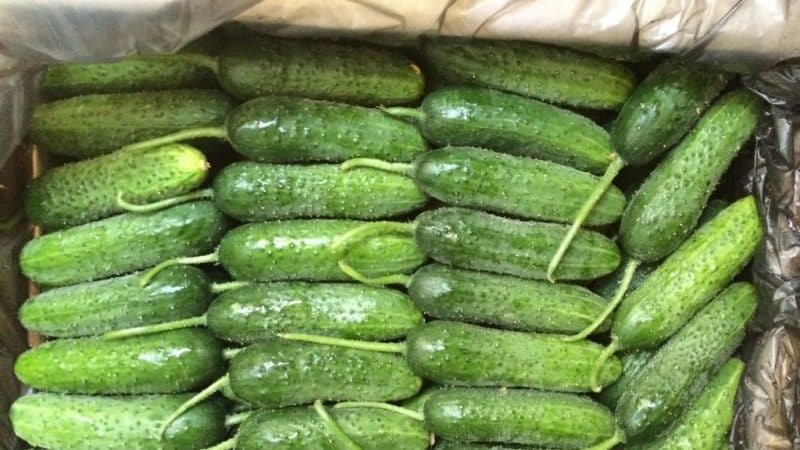 How to store fresh cucumbers so that they do not spoil for as long as possible