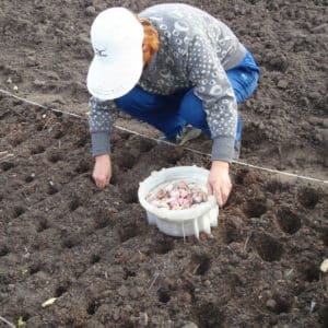 Kako i čime tretirati češnjak prije sadnje za zimu: pravila za pripremu sadnog materijala i korisni savjeti