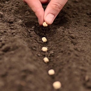 Como e como tratar o alho antes do plantio para o inverno: regras de preparo do material de plantio e dicas úteis