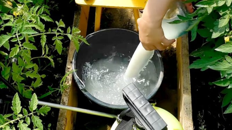 Com i per què ruixar els tomàquets amb sèrum de iode: recepta de solució i instruccions de processament