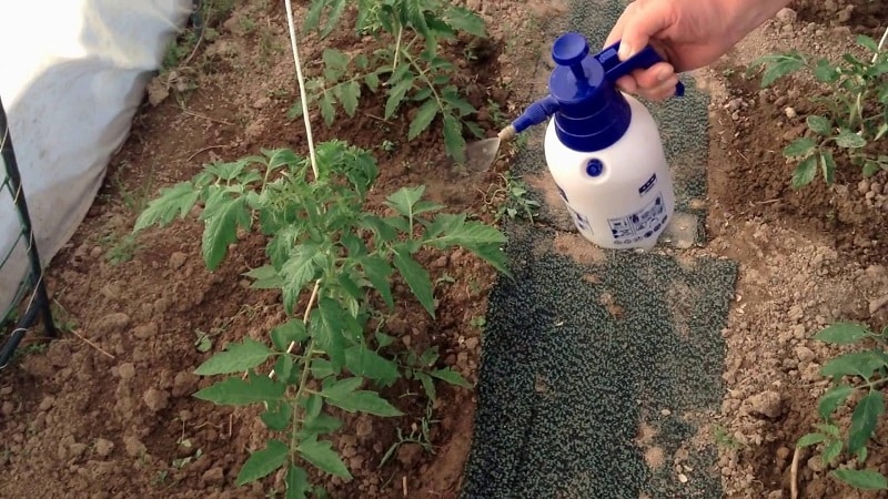 Ako a prečo postriekať paradajky jódovým sérom: recept na roztok a pokyny na spracovanie