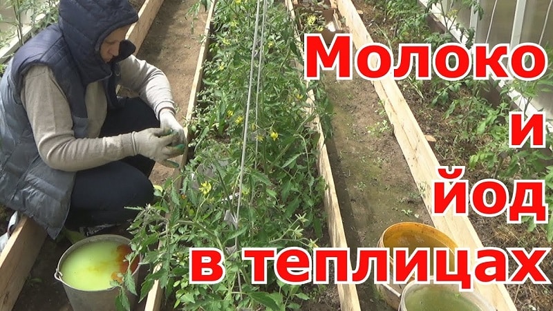 Wie und warum man Tomaten mit Jodserum besprüht: Lösungsrezept und Verarbeitungsanleitung