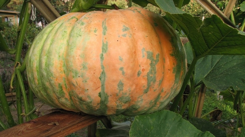 How to get a good pumpkin harvest: growing and caring in open ground, recommendations from experienced gardeners