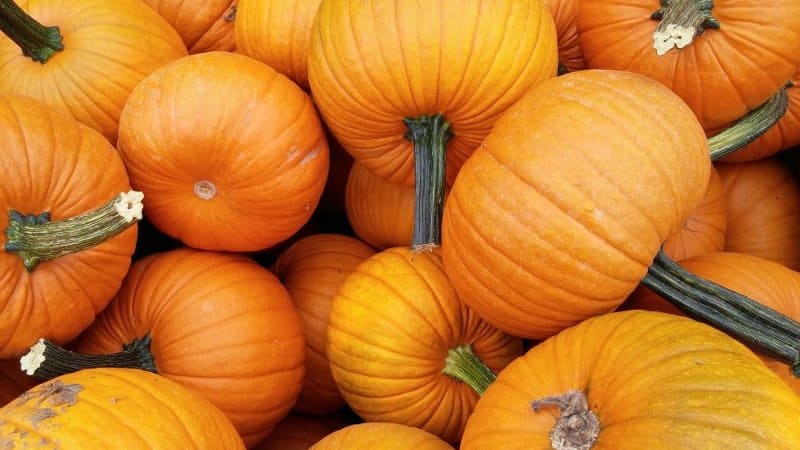 How to get a good pumpkin harvest: growing and caring in open ground, recommendations from experienced gardeners