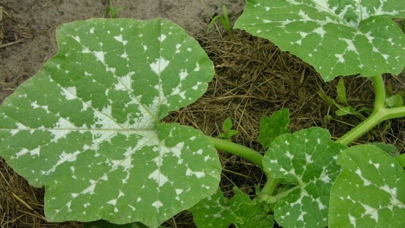 Cómo conseguir una buena cosecha de calabazas: cultivo y cuidado en campo abierto, recomendaciones de jardineros experimentados