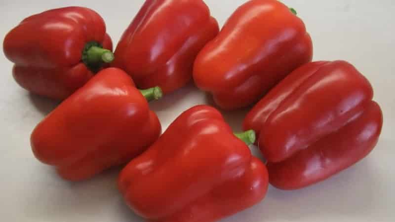 Wie man große rote Hybridpaprika Ombrone pflanzt und anbaut