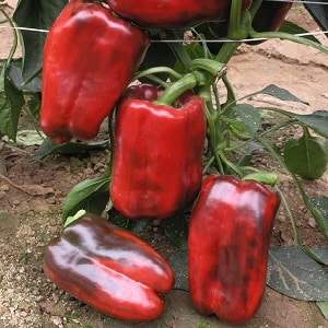 Cómo plantar y cultivar un pimiento híbrido rojo grande Ombrone