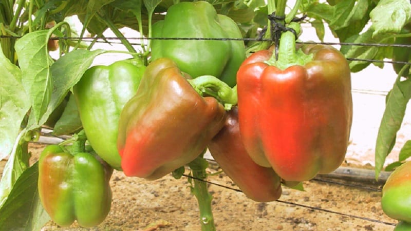 Wie man große rote Hybridpaprika Ombrone pflanzt und anbaut