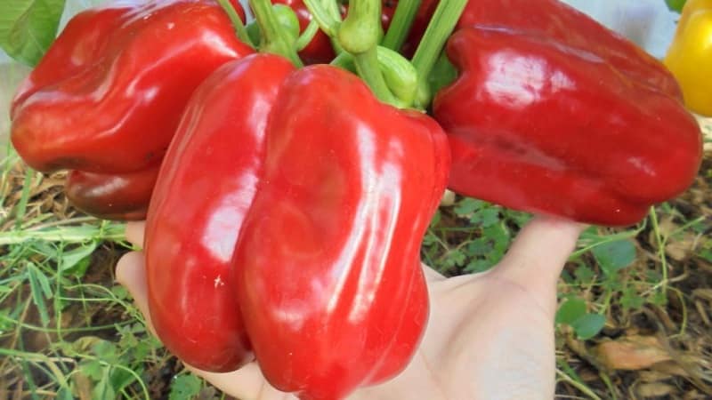 How to plant and grow large red hybrid pepper Ombrone