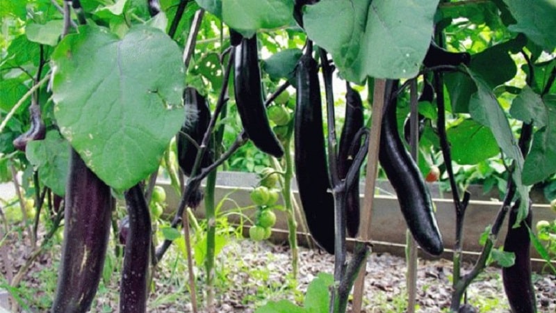 Hvordan dyrke frostbestandig aubergine på riktig måte King of the North