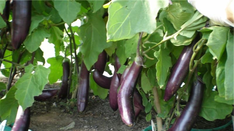 Hvordan dyrke frostbestandig aubergine på riktig måte King of the North