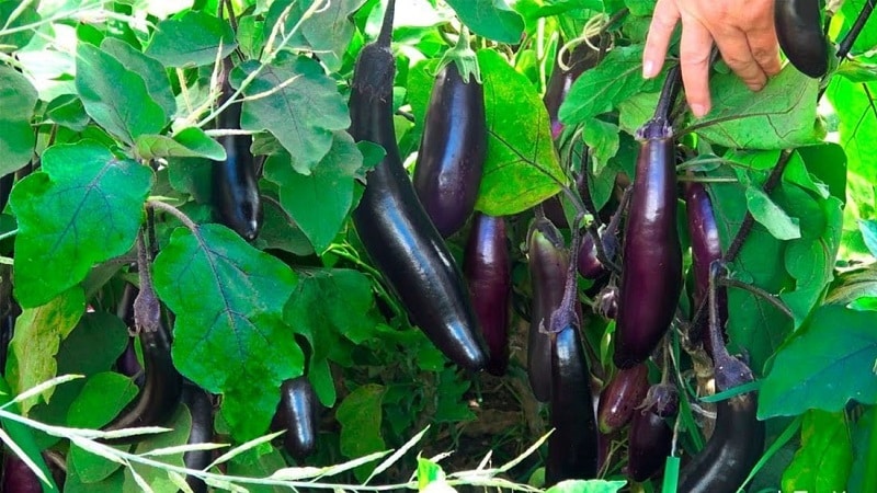 Hoe vorstbestendige aubergine King of the North op de juiste manier te kweken