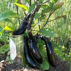 Hvordan dyrke frostbestandig aubergine på riktig måte King of the North