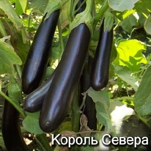 How to properly grow frost-resistant eggplant King of the North