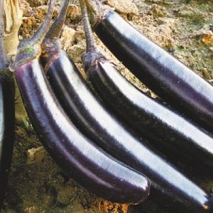 Hvordan dyrke frostbestandig aubergine på riktig måte King of the North