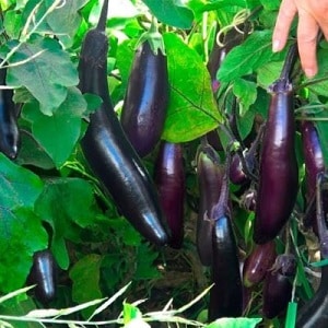 Hoe vorstbestendige aubergine King of the North op de juiste manier te kweken