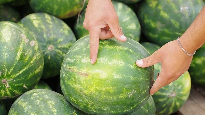 Cómo elegir una sandía madura y dulce: qué buscar al comprar y elegir una fruta en el jardín