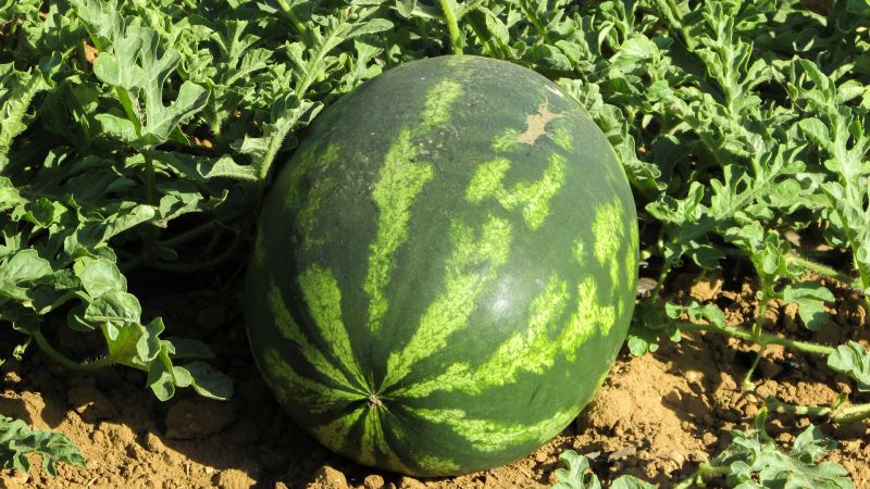 Cómo elegir una sandía madura y dulce: qué buscar al comprar y elegir una fruta en el jardín