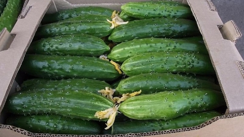 Paano palaguin ang mga Harmonist cucumber at kung bakit sila ay mabuti